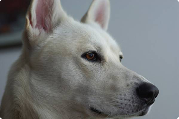 Aiki