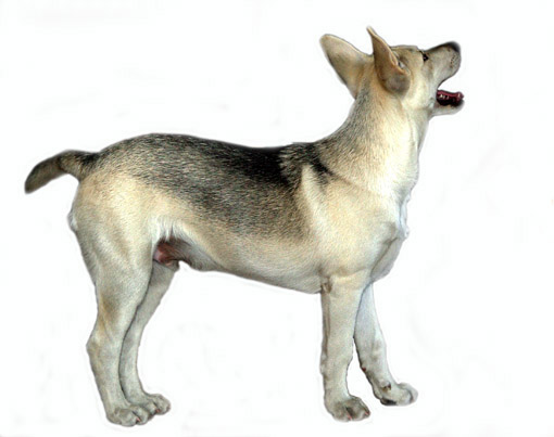 Fenek Concept