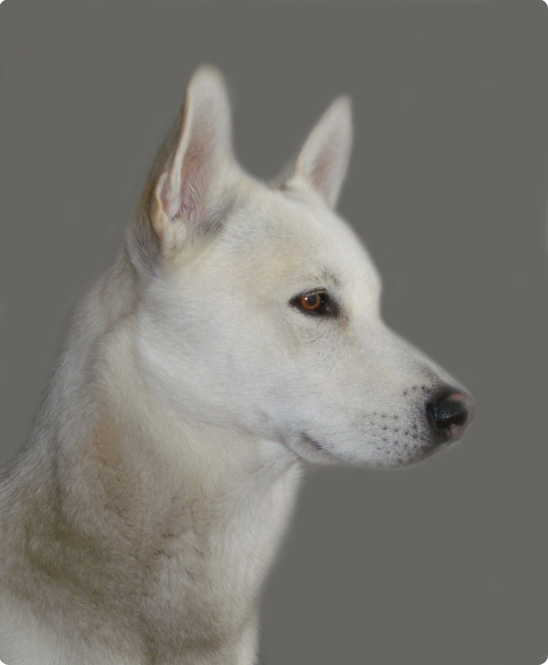 Fenek Concept