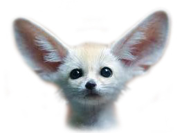 Fenek Concept